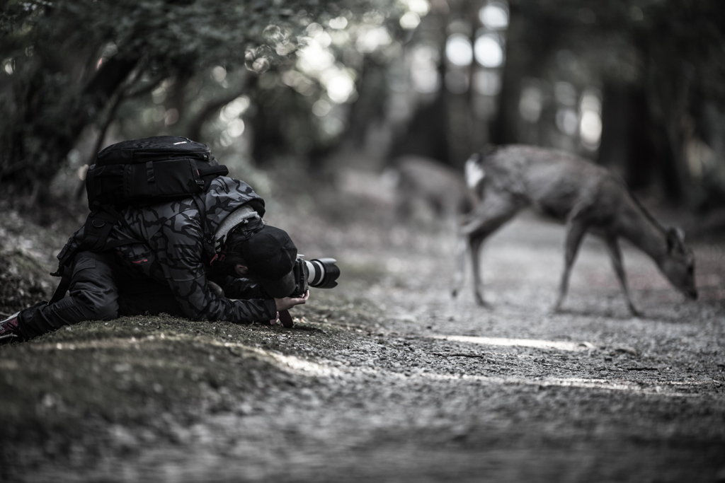 deer photographer　攻め