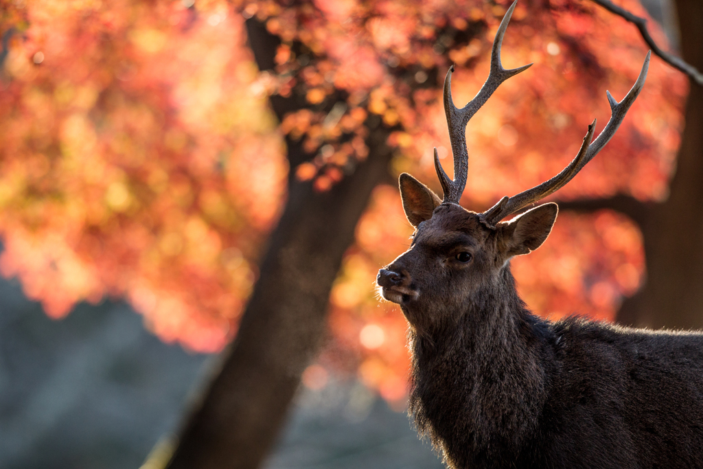 紅葉とイケメン