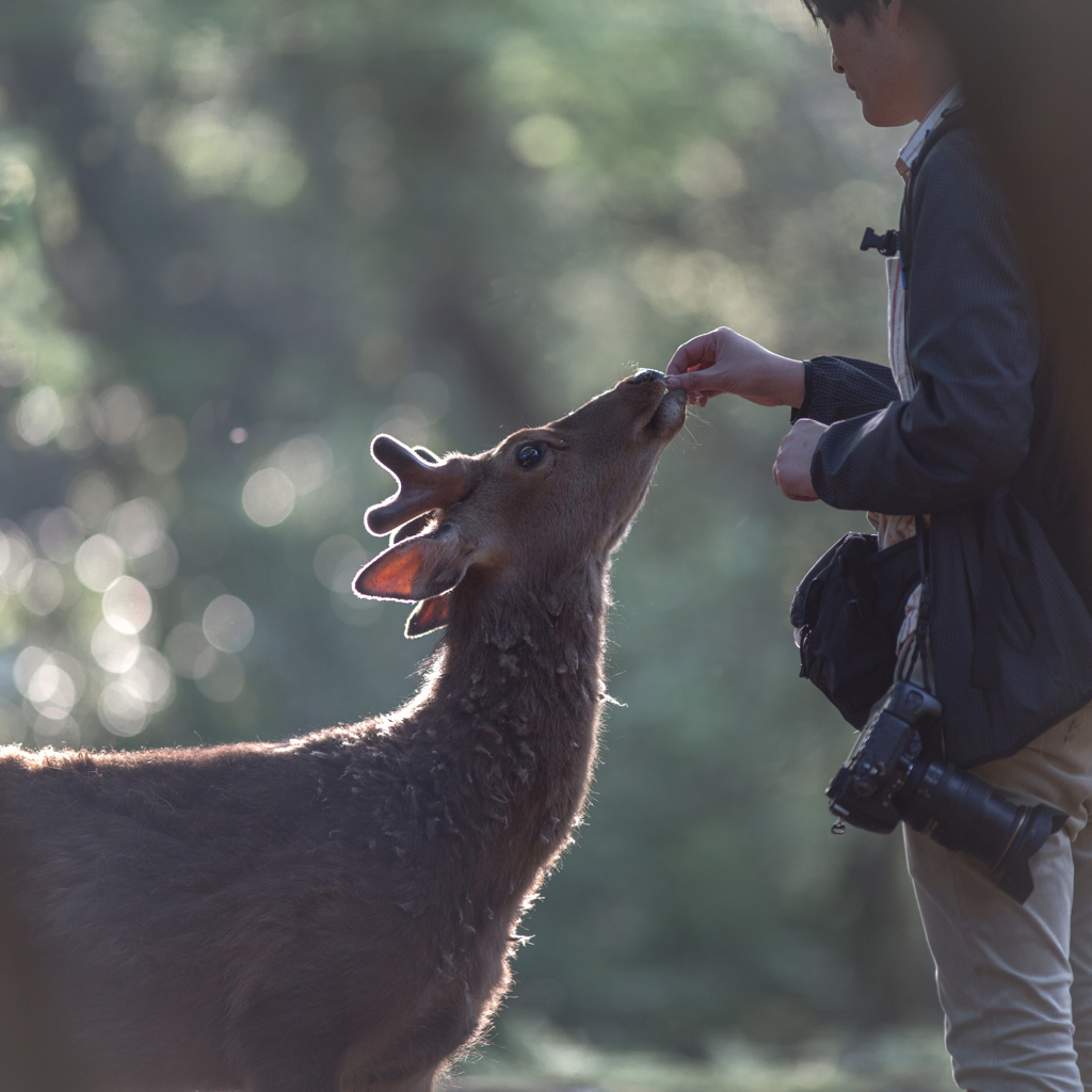優しいその手に