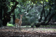 「原生林の森は」