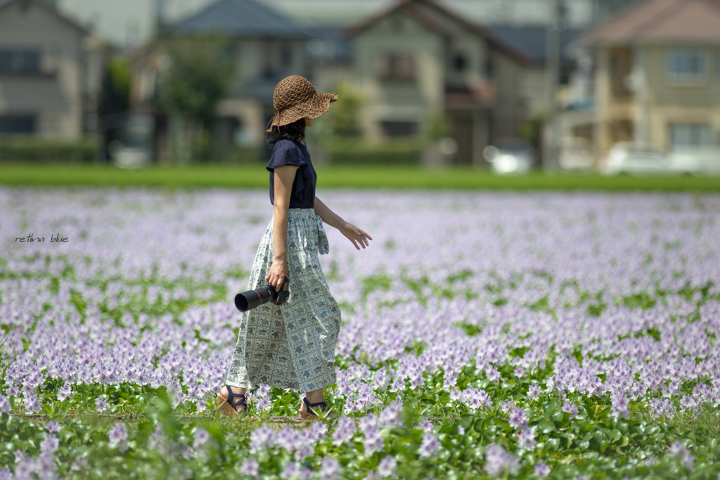 薄紫の道を行く