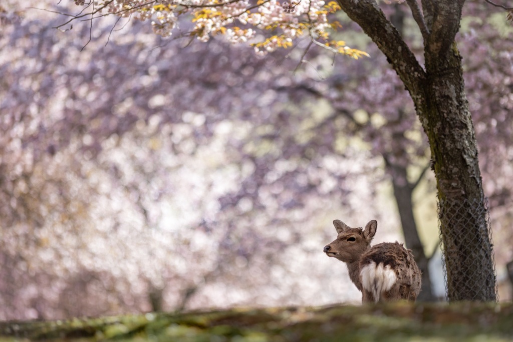 桜の森に迷い込む