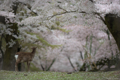 春を見上げて