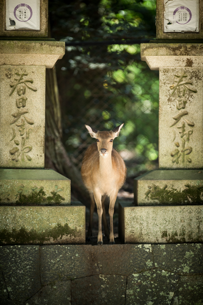 うっ、美しか～