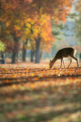 ナンキンハゼの紅葉