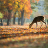 ナンキンハゼの紅葉