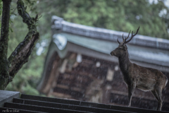 雷雨に立つ