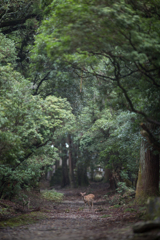 懐の大きい奈良公園