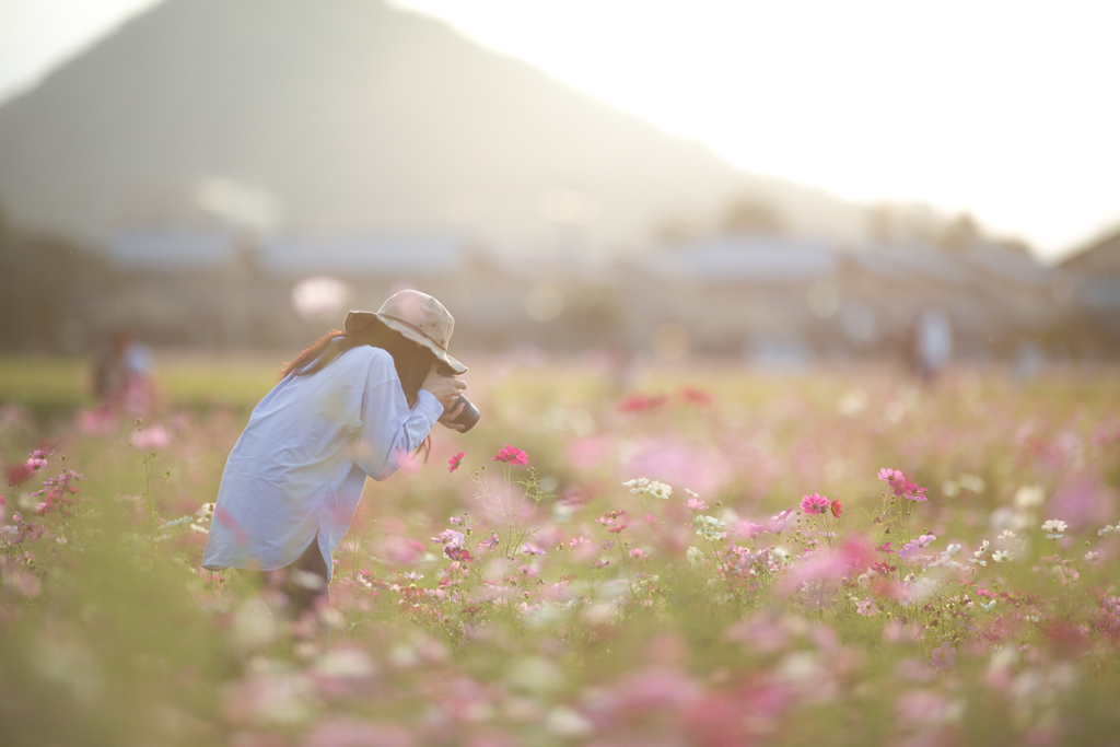 秋桜日和