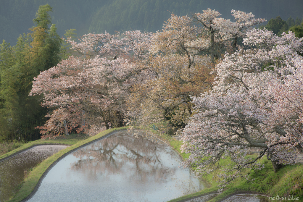 cherry blossom  loss