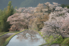 cherry blossom  loss