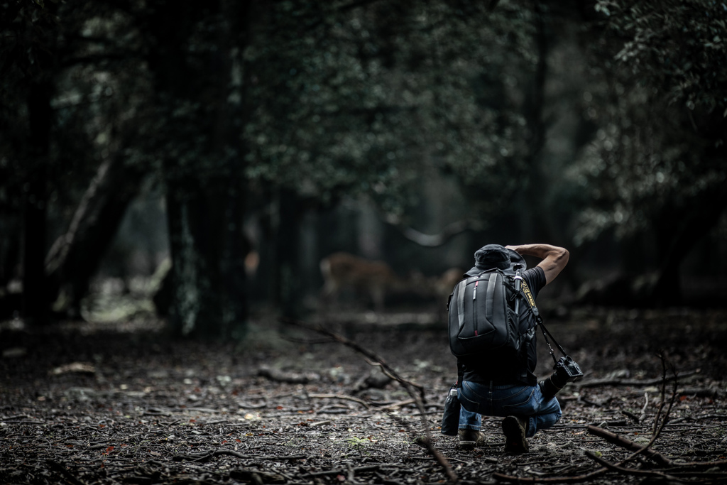 deer  photographer