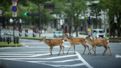 これこれっ、早くお渡り