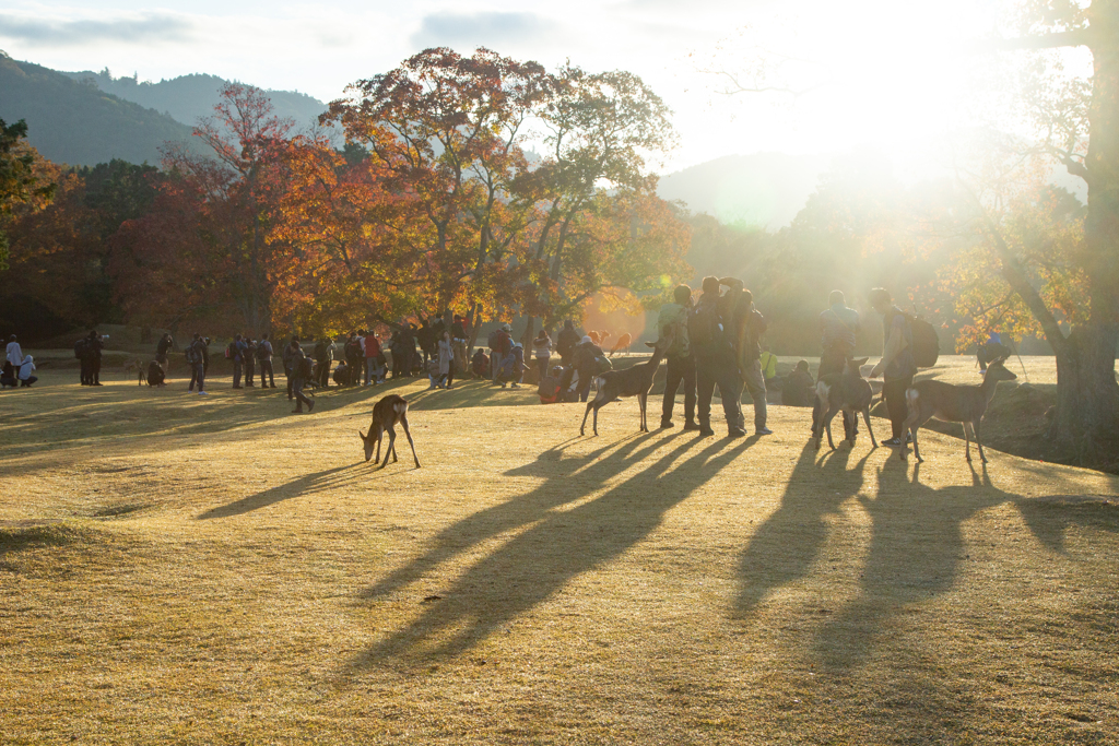 今朝の飛火野