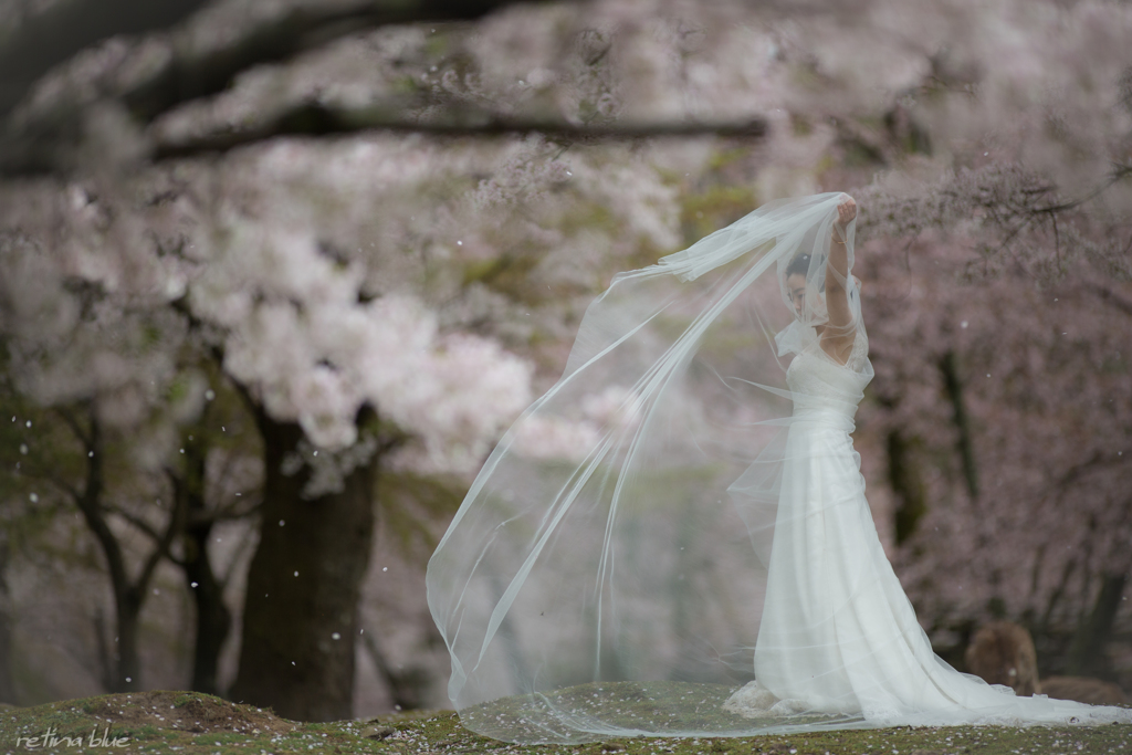 奈良公園　海外 wedding