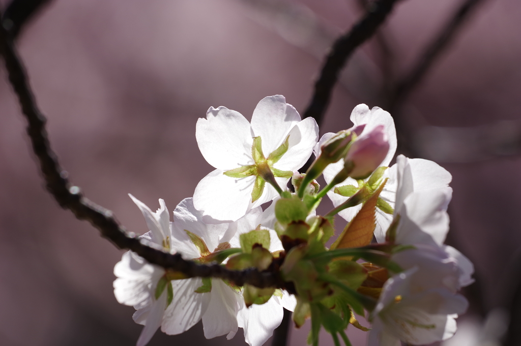 大島桜_新宿御苑