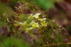 キバナイカリソウ_林芙美子記念館