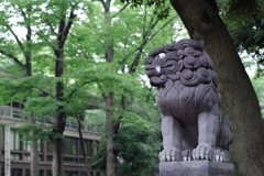 狛犬_大國魂神社