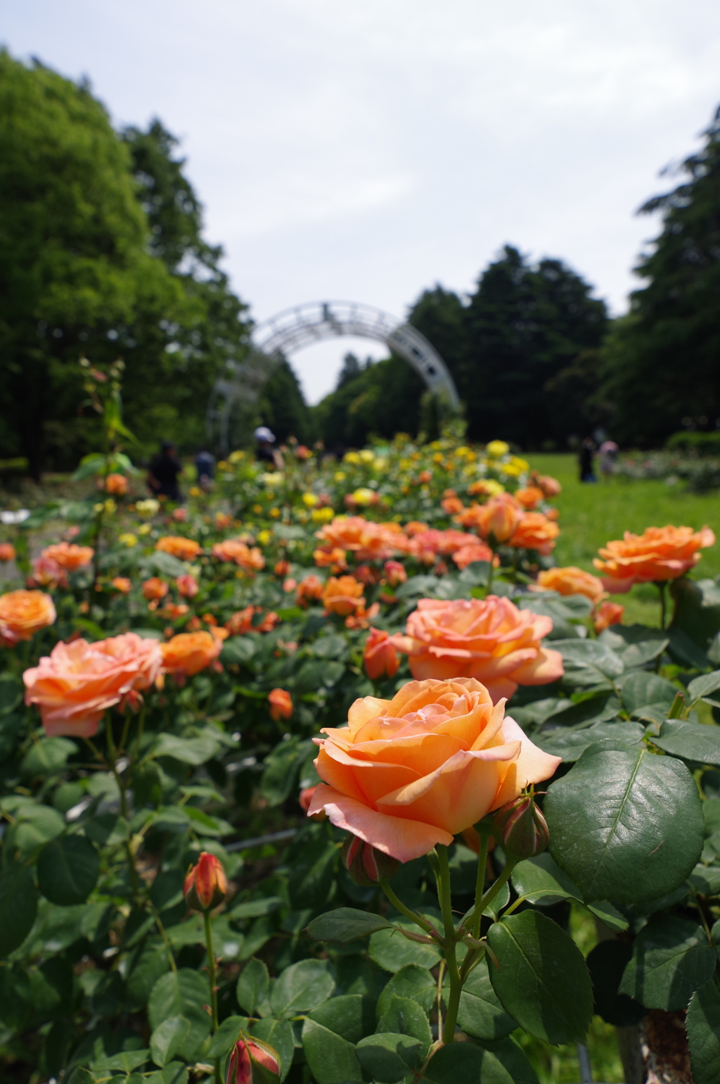 バラ_代々木公園