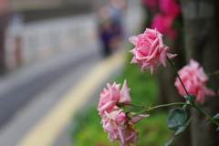 薔薇_新宿高校