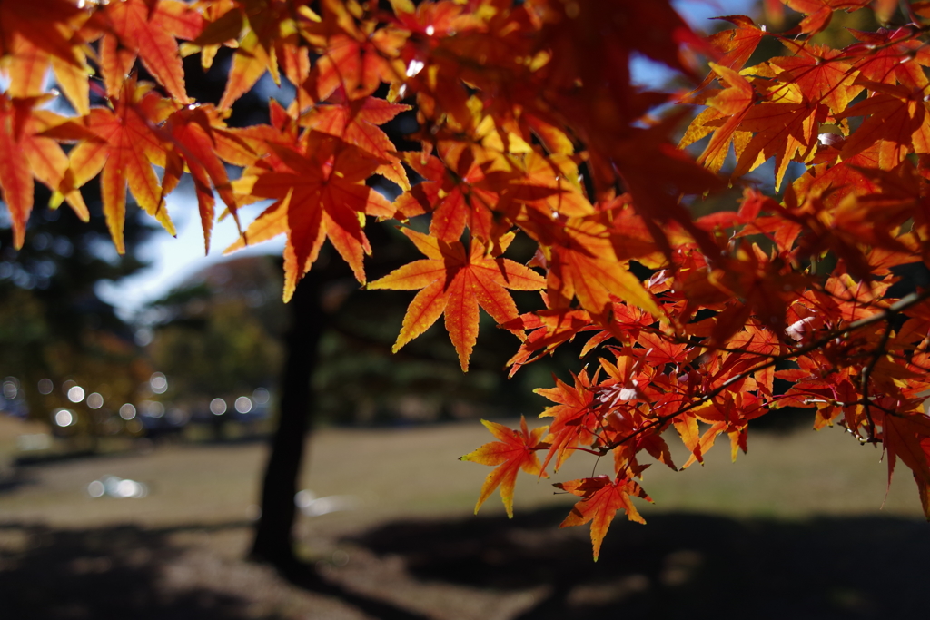 モミジ_明治神宮