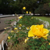 バラ_代々木公園