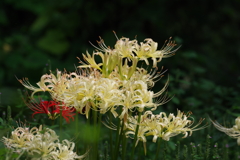 白花曼殊沙華_新宿御苑