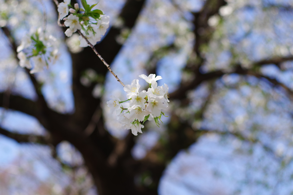 大島桜_新宿御苑