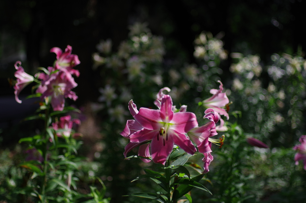 百合_日比谷公園