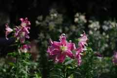 百合_日比谷公園