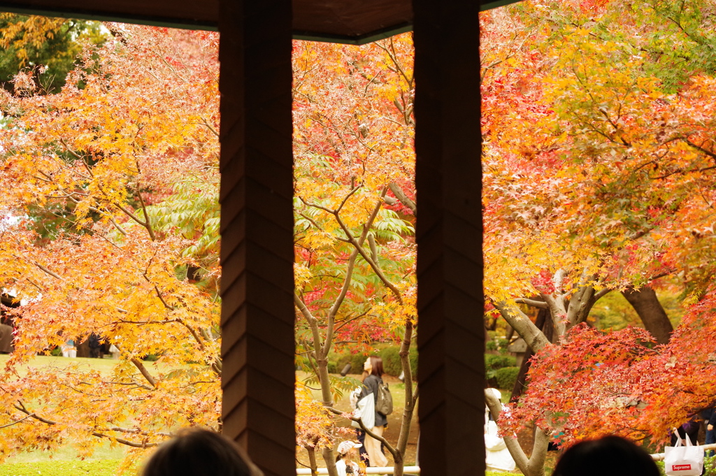 紅葉_大田黒公園