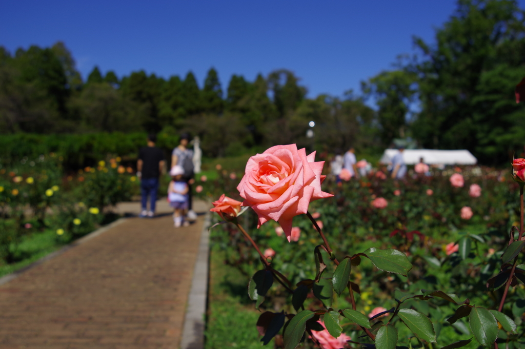 バラ_神代植物公園