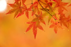 紅葉_大田黒公園