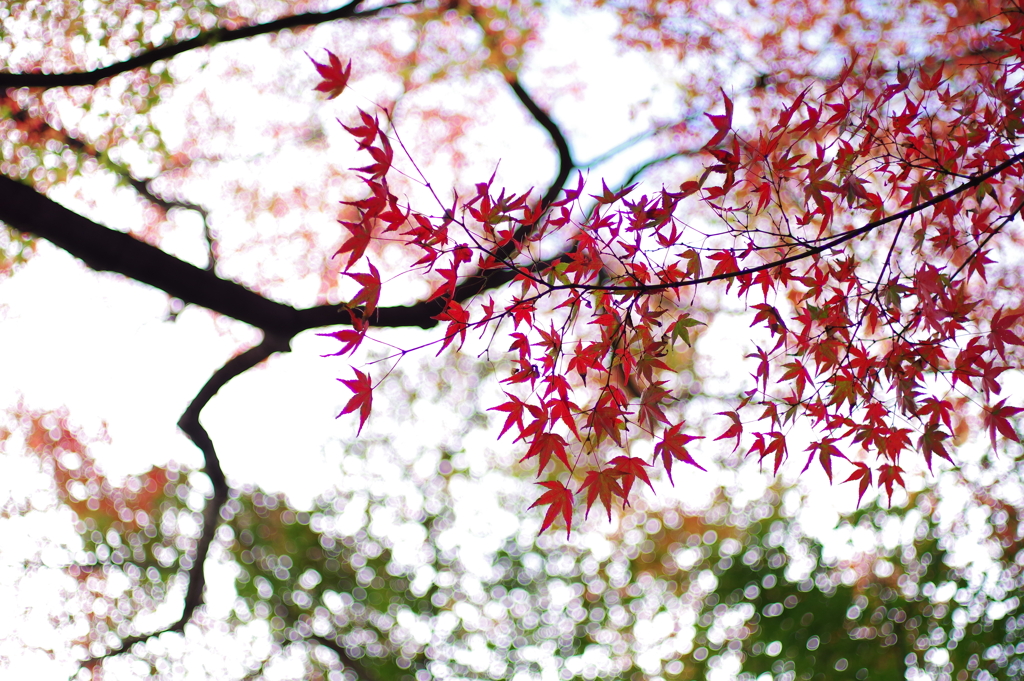 紅葉_高円寺