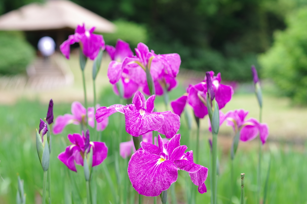 花菖蒲_明治神宮御苑