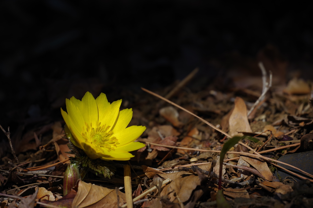 福寿草_林芙美子記念館
