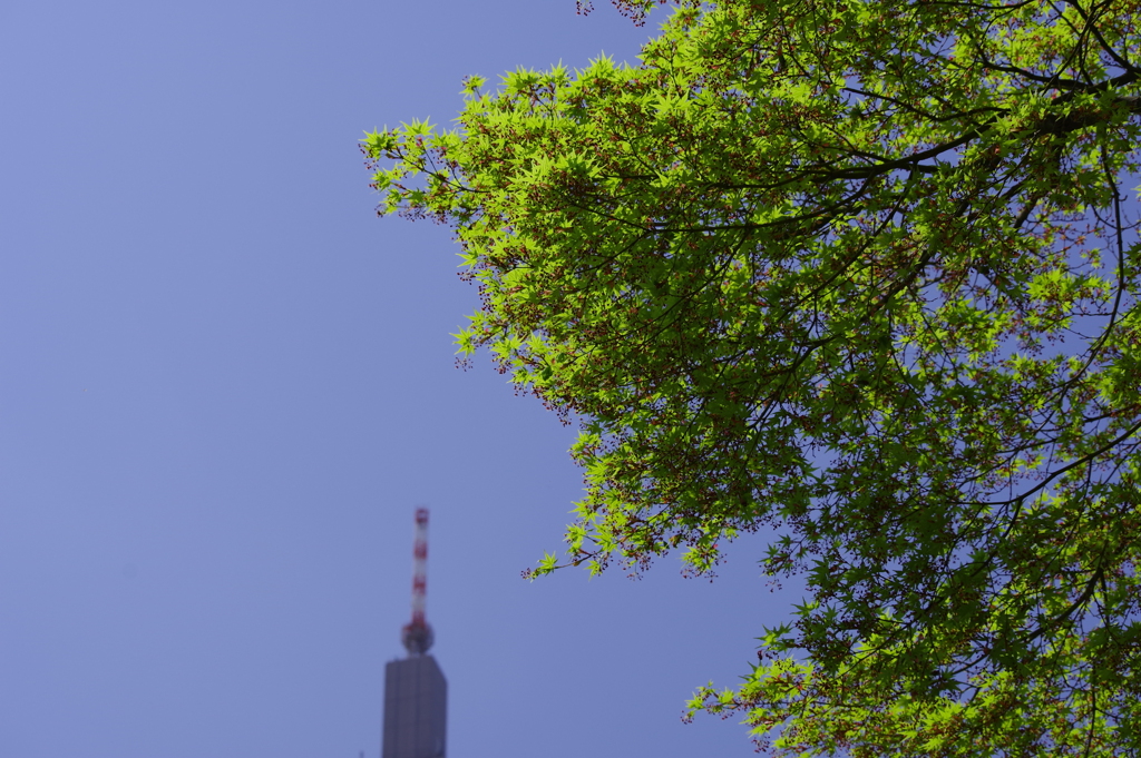 若楓_新宿御苑