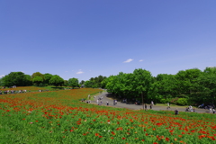 花の丘_昭和記念公園