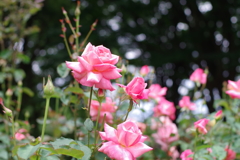 バラ_代々木公園