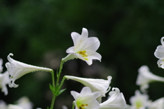 百合_日比谷公園