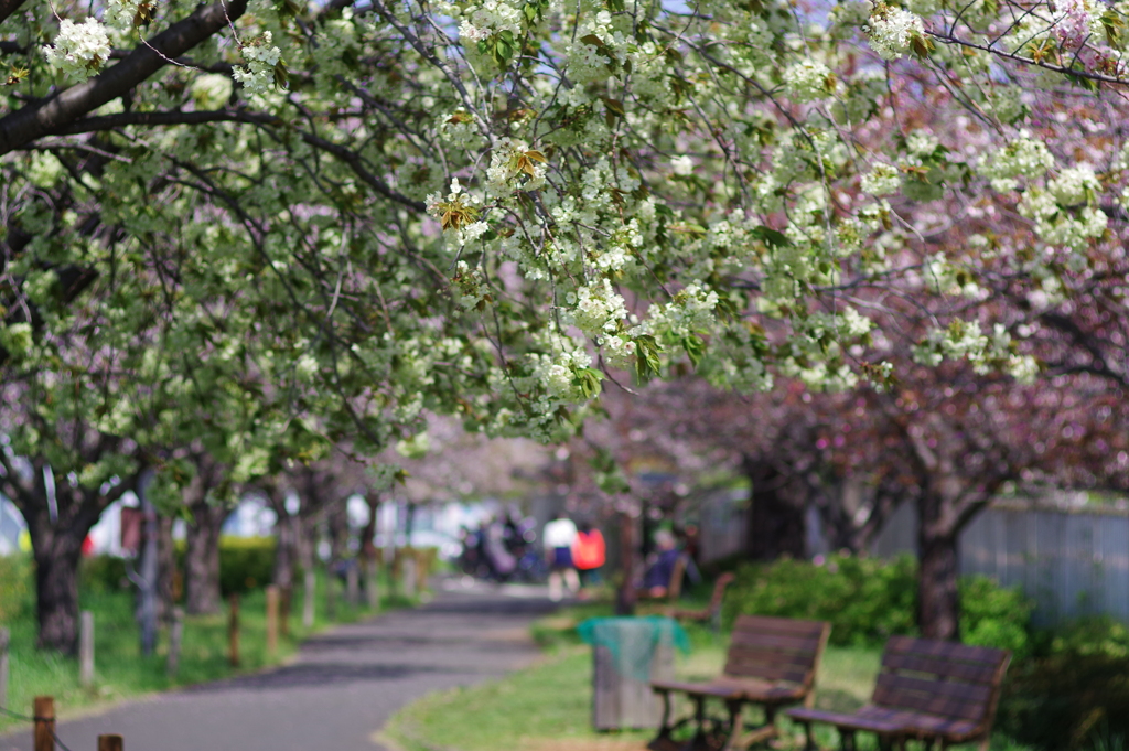 鬱金桜_都市農業公園