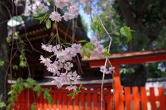 シダレザクラ_馬橋稲荷神社