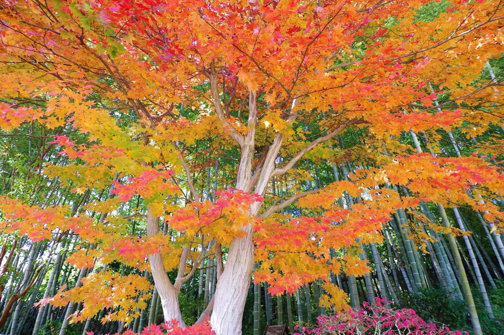 紅葉_昭和記念公園