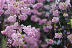 シダレザクラ_馬橋稲荷神社