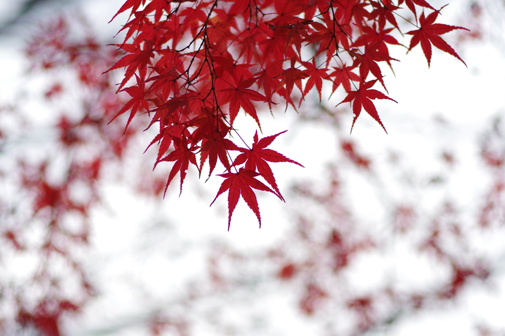 紅葉_桃園川緑道