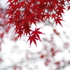 紅葉_桃園川緑道