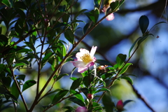 山茶花_昭和記念公園