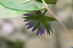 睡蓮_神代植物公園