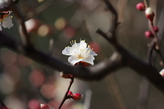 梅_哲学堂公園