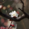 梅_哲学堂公園